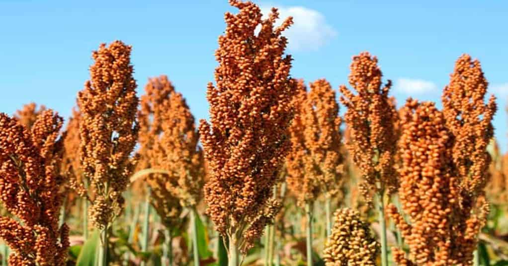 sorgo