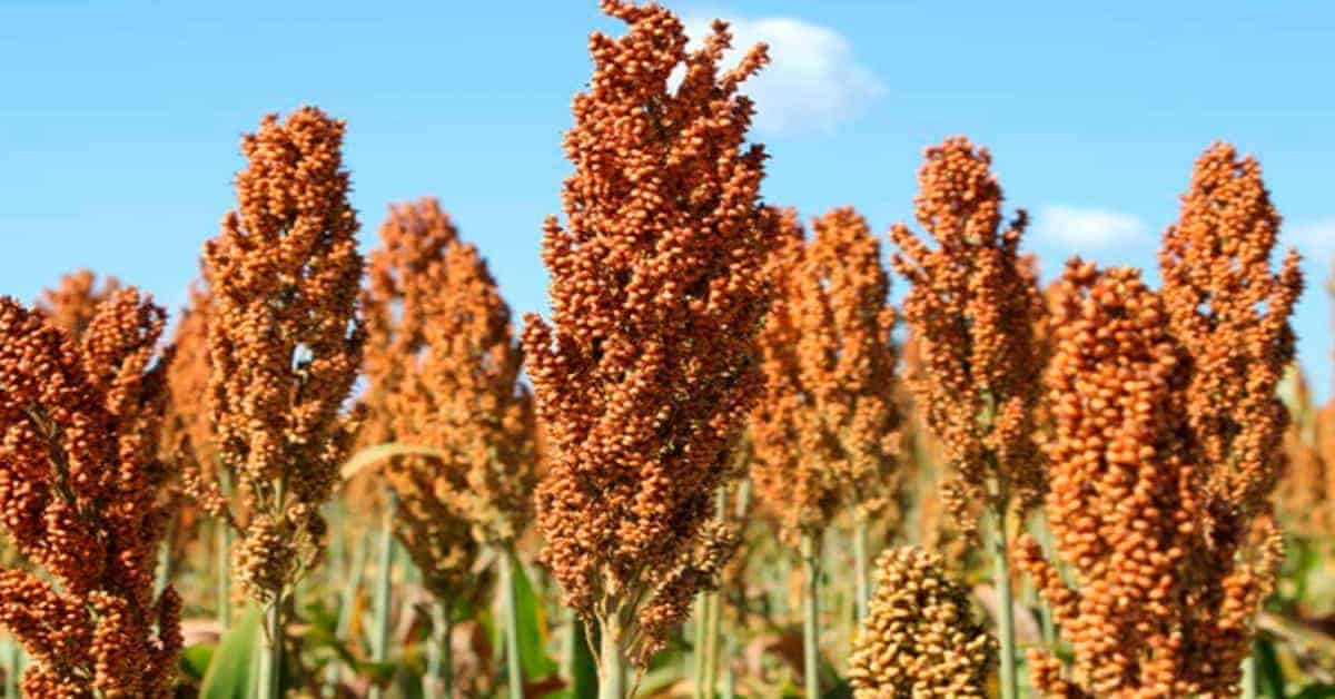 sorgo