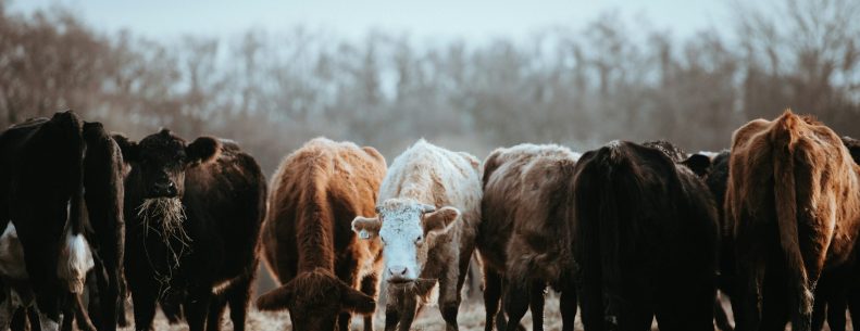 annie-spratt-jCsaWIosboI-unsplash