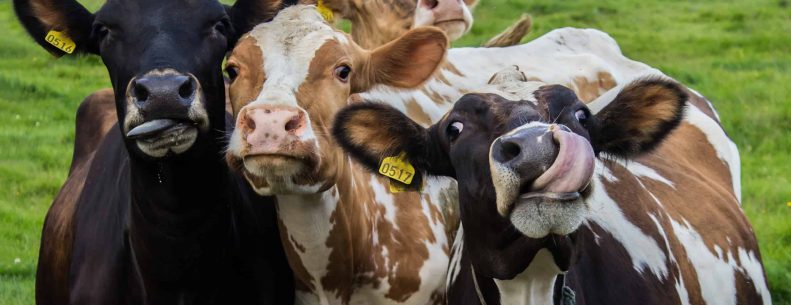 Four,Funny,Cows,Looking,At,The,Camera